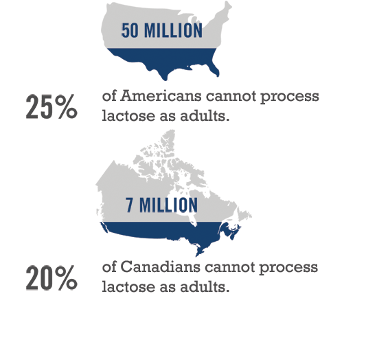 25% of Americans cannot process lactose as adults