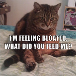 Apathy in Cats Caused by Lactose Intolerance, New Study Finds - Post Image